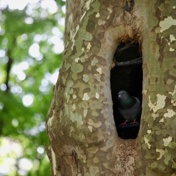 Taube sitzt in einer Baumhöhle auf Metallstange